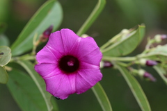 Argyreia cuneata